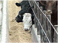 Animal Feed Manufacturers and Animal Feed India